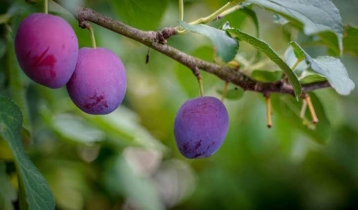 আলু নয় আলুবোখারা