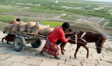 তিস্তা চরাঞ্চলে আলু তোলা হচ্ছে। কিন্তু দাম কমে যাওয়ায় এই ফসলে লাভের মুখ দেখছেন না কৃষকরা।