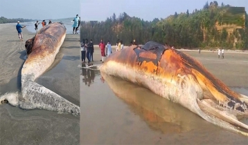 হিমছড়িতে ভেসে এল বিশাল এক মৃত তিমি