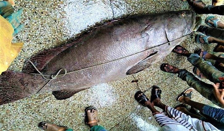 ১৪০ কেজির মাছ ১ লাখ ৩০ হাজারে কিনলেন ৯০ জন