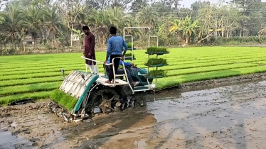 ধান রোপন করে ৫০ কৃষককে ঘরে তুলে দেবে খুলনা কৃষি বিভাগ