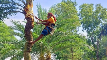 খেজুর গুড়ের ঘ্রাণে মুগ্ধতা ছড়ানোর অপেক্ষায় যশোর