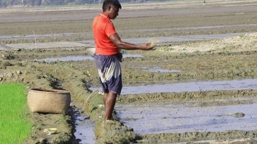 কিশোরগঞ্জে বোরো বীজ পেলেন ৪০ হাজার কৃষক