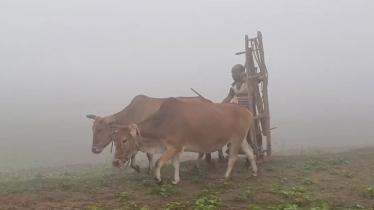 পঞ্চগড়ের তাপমাত্রা ১১.৬ ডিগ্রির ঘরে