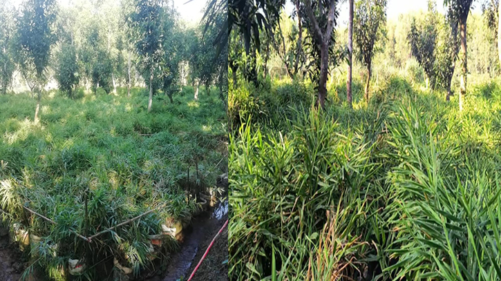 বস্তায় আদা চাষে ৫ গুণ লাভের হাতছানি