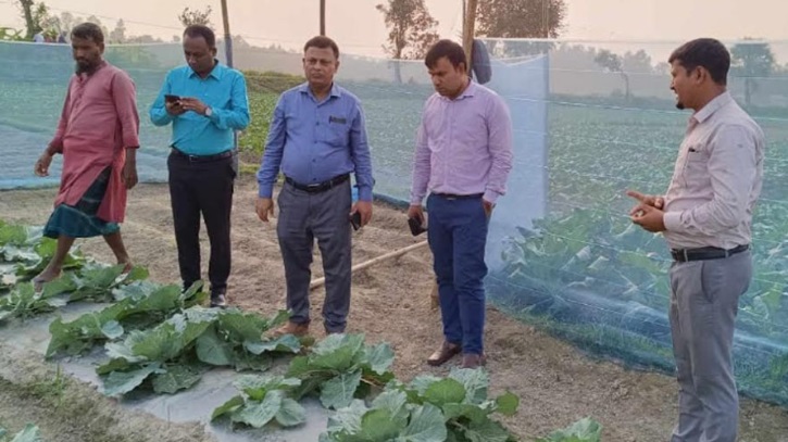 বগুড়ায় শীতকালীন সবজি চাষে ব্যস্ত কৃষকরা