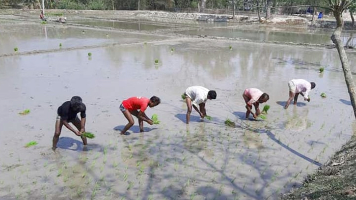 তিস্তা ব্যারেজ কমান্ড এলাকায় সেচ সরবরাহ শুরু