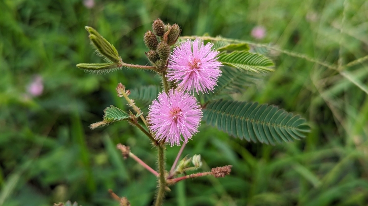 লাজুকলতা লজ্জাবতীর লজ্জার রহস্য