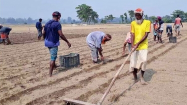 দিনাজপুরে ১৩ উপজেলায় আগাম জাতের আলু চাষ শুরু