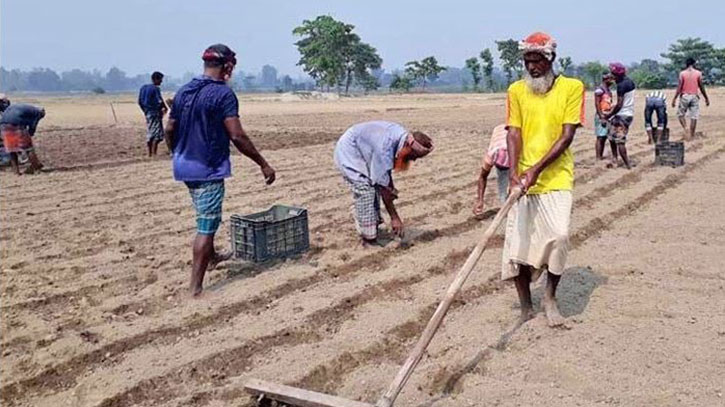 দিনাজপুরে ১৩ উপজেলায় আগাম জাতের আলু চাষ শুরু